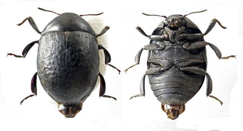 Réf. 302 276 : Byrrhus pyrenaeus